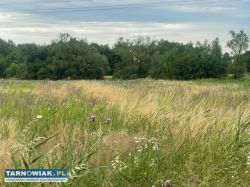 Działki na sprzedaż - Oleśnica - Obrazek 1