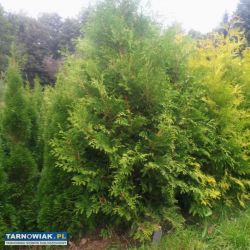 Tuje brabant, brabant gold. Darmowa dostawa - Obrazek 1