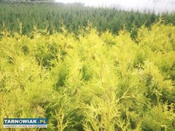 Tuje brabant, brabant gold. Darmowa dostawa - Obrazek 2