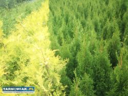 Tuje brabant, brabant gold. Darmowa dostawa - Obrazek 3