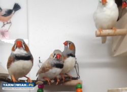 Zeberki amadyny zebrowate samce - Obrazek 1