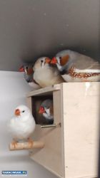 Zeberki amadyny zebrowate samce - Obrazek 2