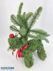 Renifery na sprzedaż - Obrazek 1