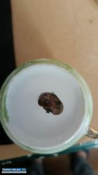 zestaw kawowy  z chodzieży pozłacany - Obrazek 4