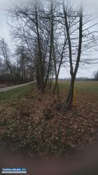 Dąbrówki Breńskie - działki na sprzedaż - Obrazek 3