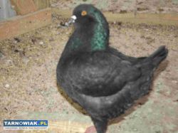 sprzedam gołebie - Obrazek 1