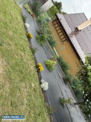 Sprzedam działkę  ROD Kalinka Tarnów - Obrazek 3