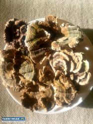 Wrośniak różnobarwny (podwójny macerat) 200 ml. - Obrazek 2