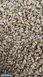 Sprzedam pszenicę ozimą Patras - Obrazek 1