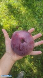 Cięcie drzew owocowych. Prace ogrodnicze - Obrazek 1