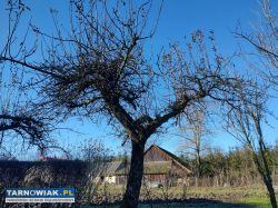 Cięcie drzew owocowych. Prace ogrodnicze - Obrazek 2