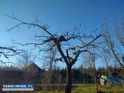 Cięcie drzew owocowych. Prace ogrodnicze - Obrazek 3