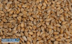 Pszenica ozima - Obrazek 1