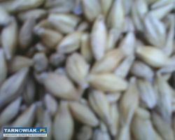 Jęczmień jary czyszczony śrutuję - Obrazek 1