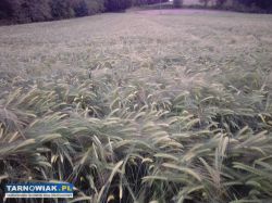 Jęczmień jary czyszczony śrutuję - Obrazek 2