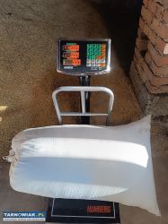 Owies harnaś tegoroczny ladny - Obrazek 3