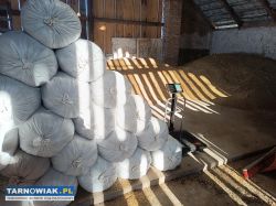 Owies harnaś tegoroczny ladny - Obrazek 4