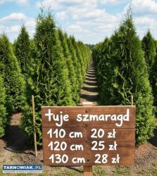 Tuje szmaragd - Obrazek 1