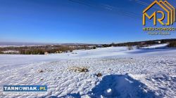 Rola koło Tarnowa - Obrazek 4