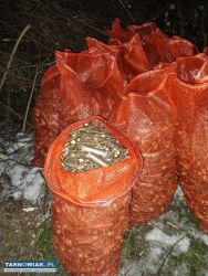 Gałęzie opałowe - Obrazek 1