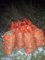 Gałęzie opałowe - Obrazek 2