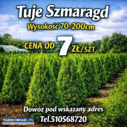 Tuje szmaragd - Obrazek 1