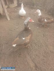 Sprzedam zwierzęta i wiejskie jajka - Obrazek 1