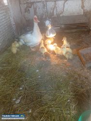 Sprzedam zwierzęta i wiejskie jajka - Obrazek 2