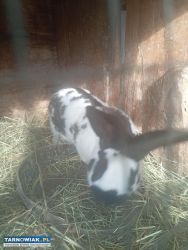 Sprzedam zwierzęta i wiejskie jajka - Obrazek 3