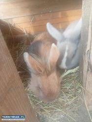 Sprzedam zwierzęta i wiejskie jajka - Obrazek 4