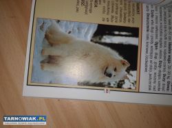 Książka rasy psów - Obrazek 3