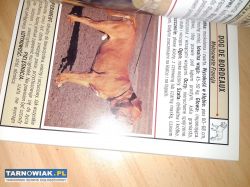 Książka rasy psów - Obrazek 4
