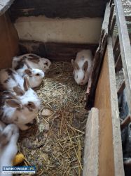 Sprzedam kroliki - Obrazek 1