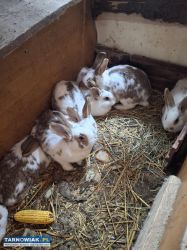 Sprzedam kroliki - Obrazek 2