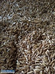 Sprzedam zboża - Obrazek 1