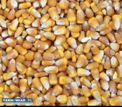 Kukurydza sucha workowana - Obrazek 1