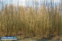 Wierzba energetyczna 6 ha sprzedam na pniu - Obrazek 1