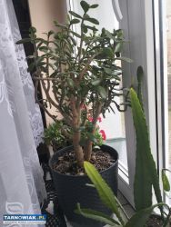 Duży piękny Grubosz , Drzewko Szczęścia. - Obrazek 2