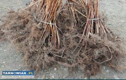 Sadzonki malin - Obrazek 1