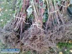 Sadzonki malin - Obrazek 2