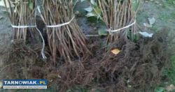 Sadzonki malin - Obrazek 3