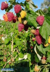 Sadzonki malin - Obrazek 4