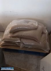 Pszenica ozima chevingon - Obrazek 1