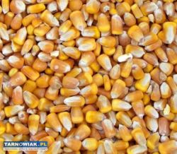 Kukurydza sucha workowana - Obrazek 1