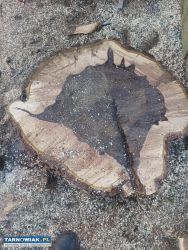 Orzech włoski na stoliki - Obrazek 2
