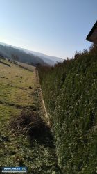 Usługi ogrodnicze – kompleksowe wykonanie ogrodów - Obrazek 3