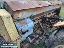 Siewnik poznaniak - Obrazek 2
