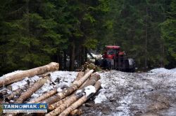 Trak mobilny Pozyskanie drewna Zrywka drewna - Obrazek 1