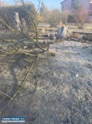 Sprzedam drewno czereśni - Obrazek 1