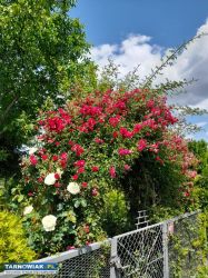 Sprzedam działkę ROD,,Semafor " - Obrazek 4